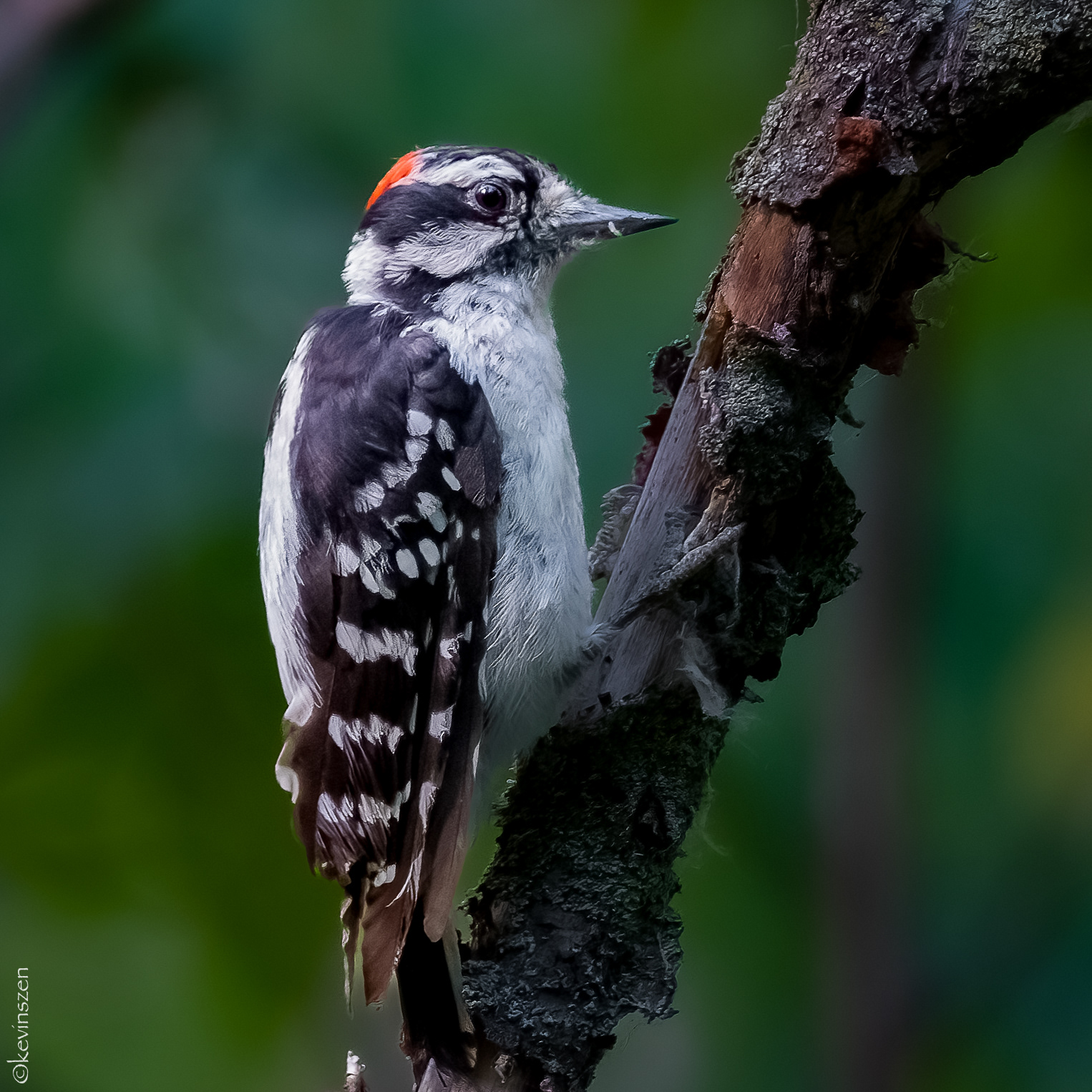 Downy Woodpecker
