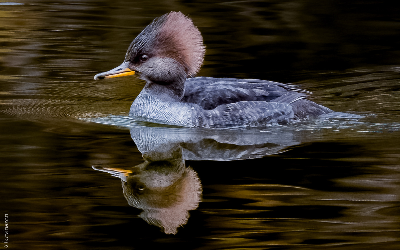 Hooded Merganser Duck