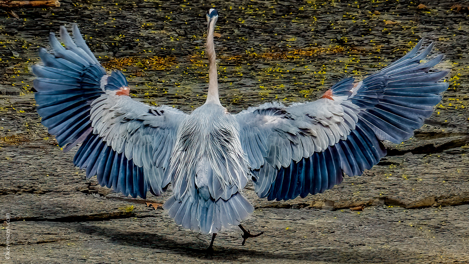 Great Blue Heron