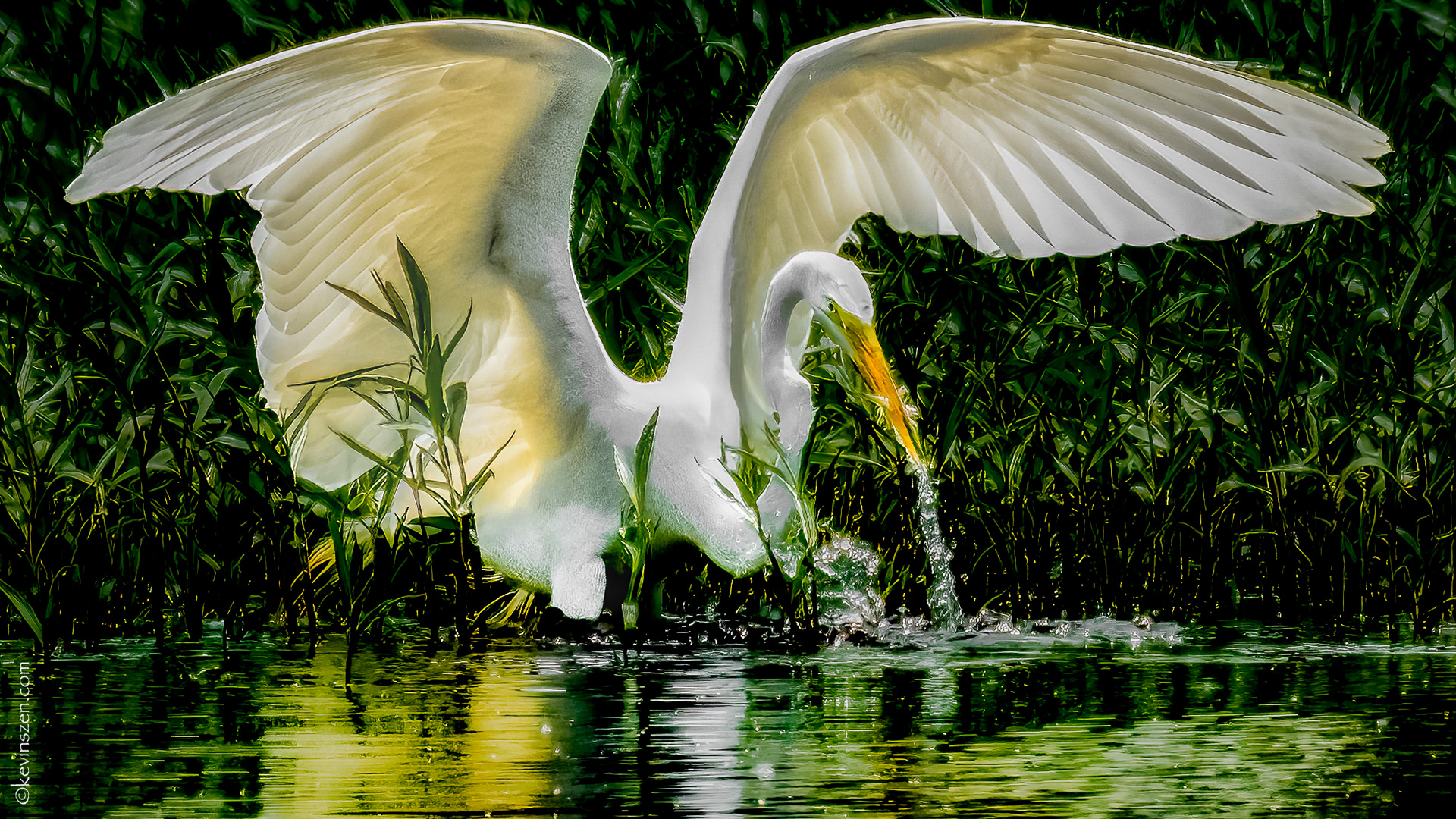 Great Egret