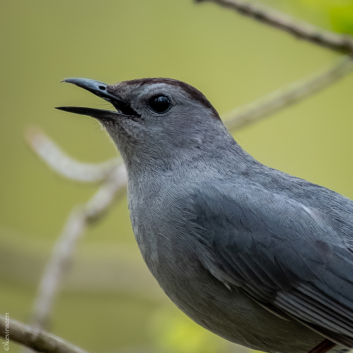 Catbird