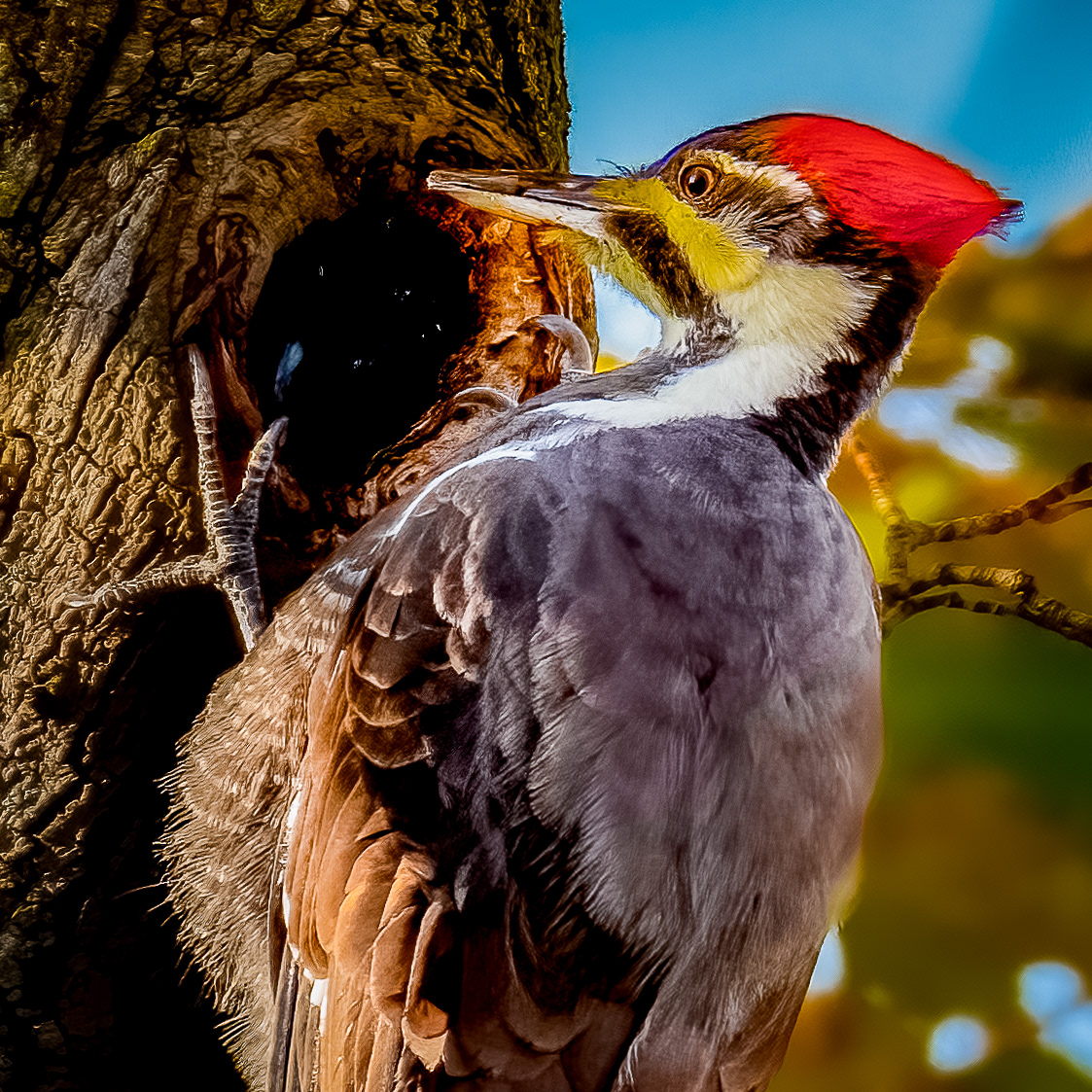 Pileated Woodpecker
