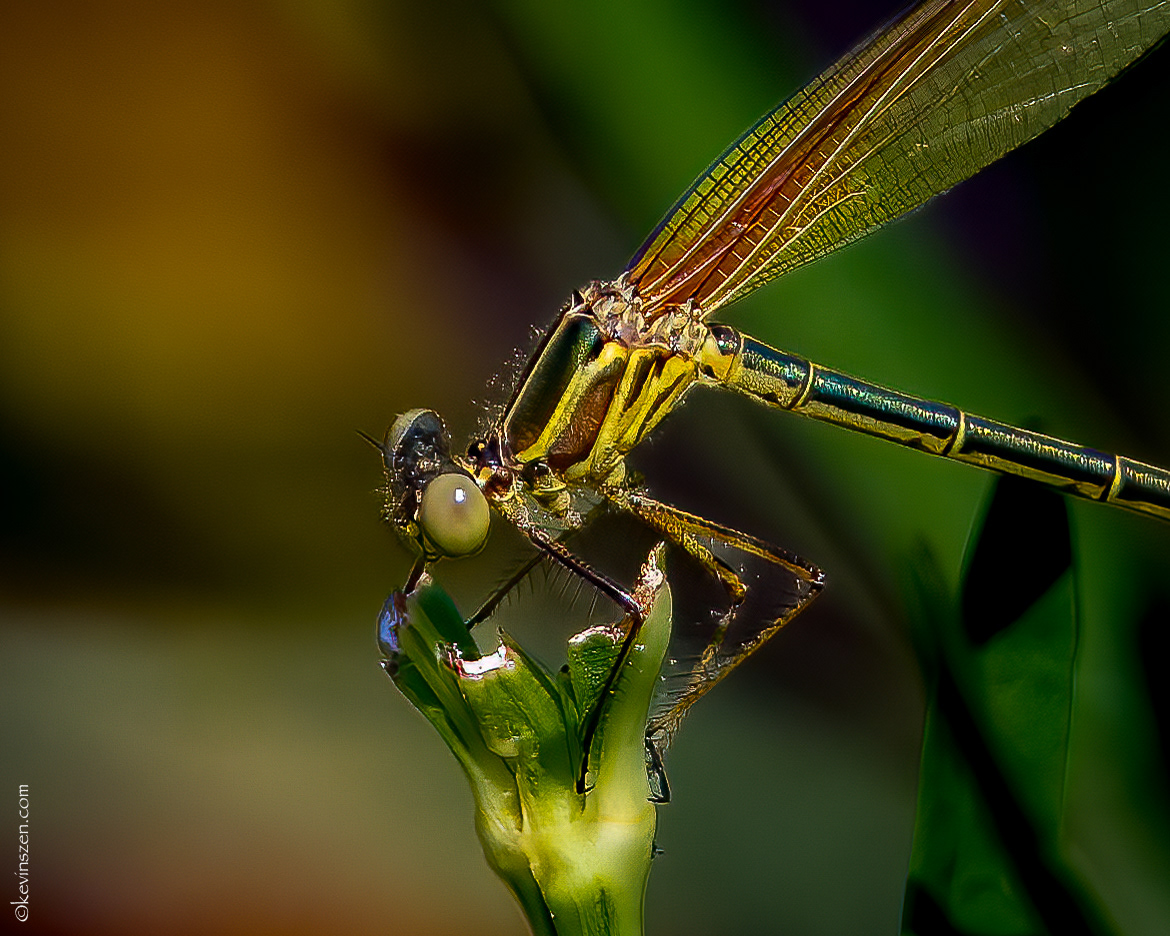 American Rubyspot Damselfly (female)