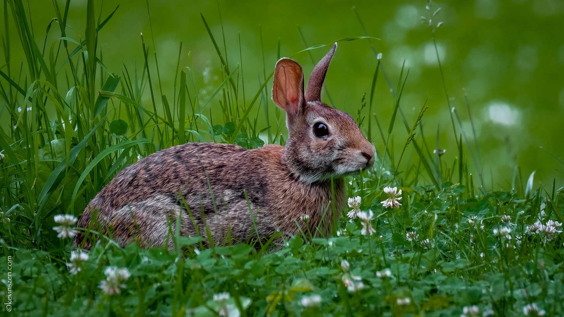 Cottontail Rabbit