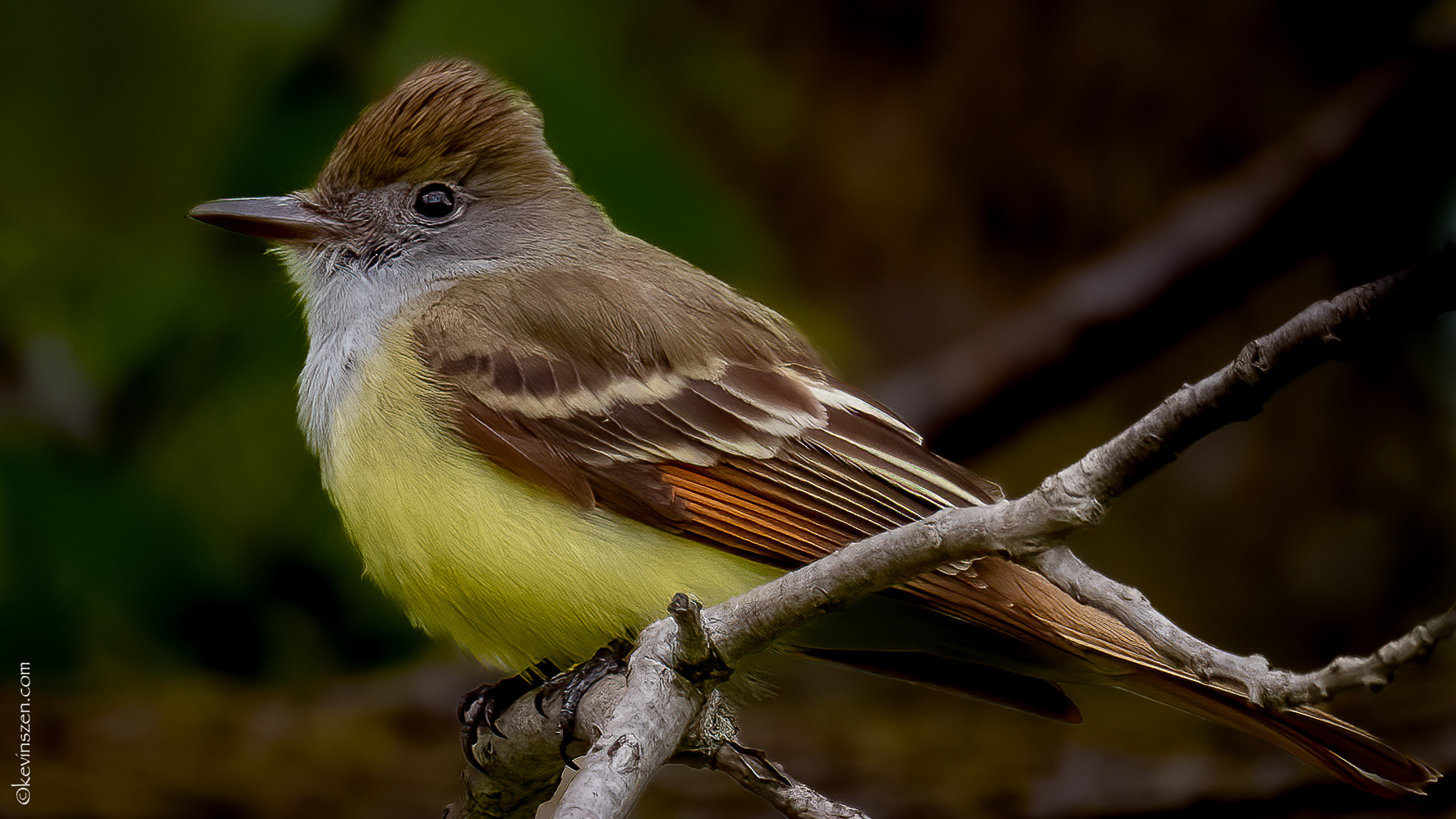Great Crested Flycatcher