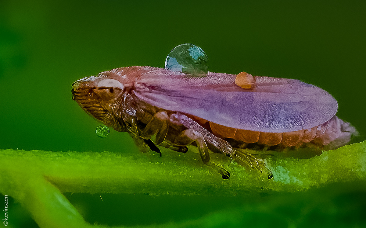 Brown Leafhopper