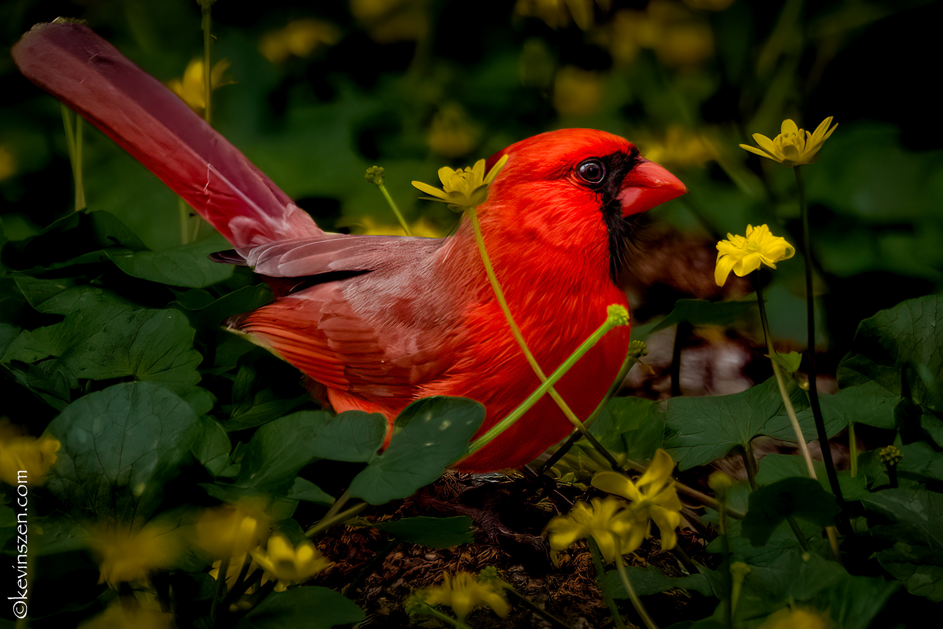 Northern Cardinal