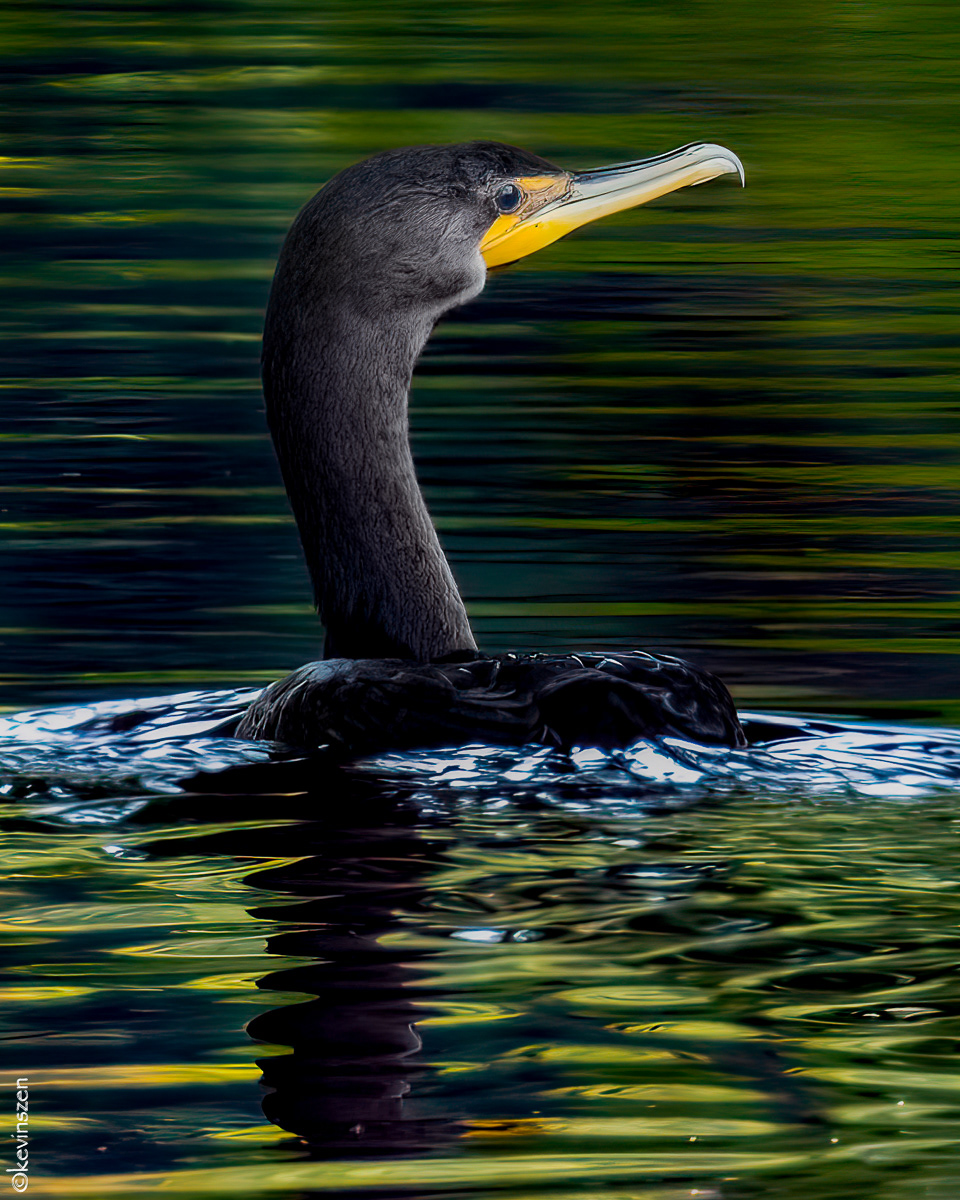 Double-crested Cormorant