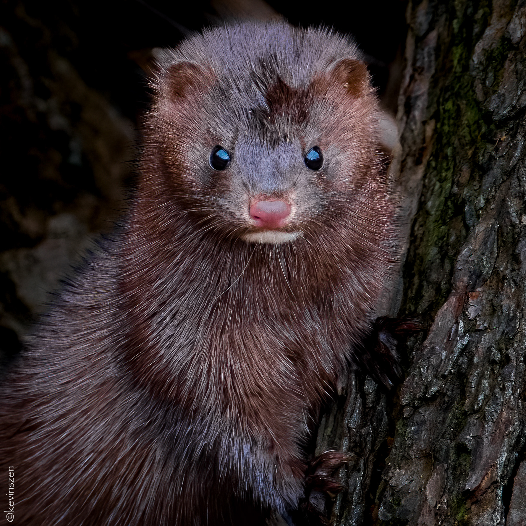 Mink