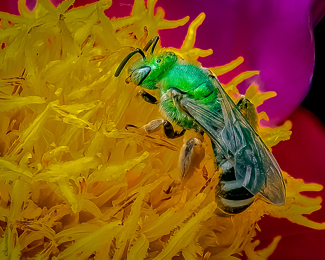 Bicolor Striped Sweat Bee