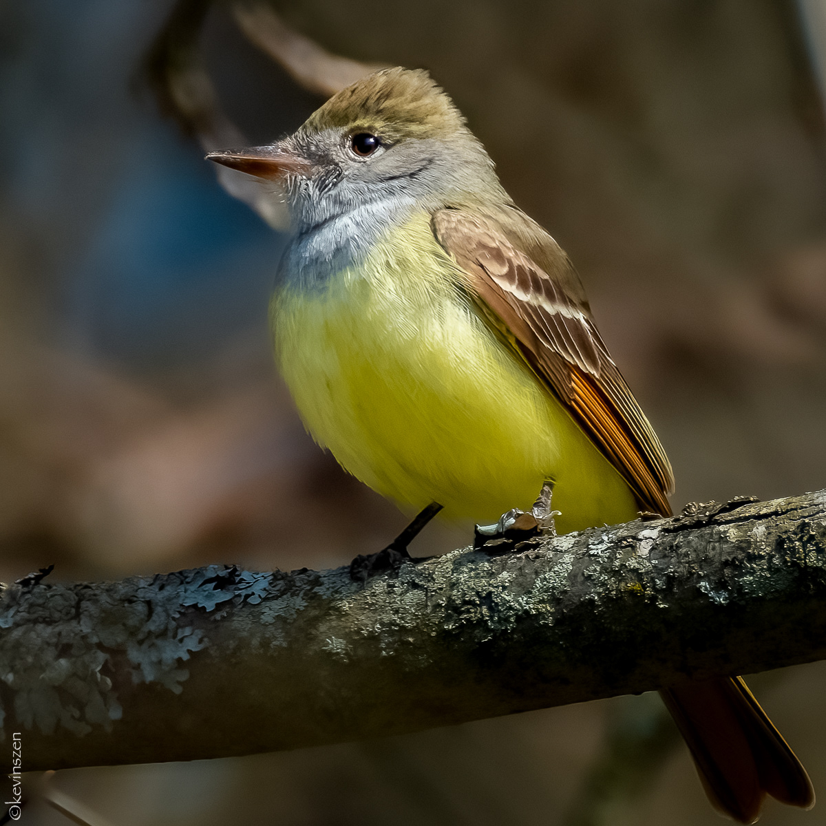 Great Crested Flycatcher