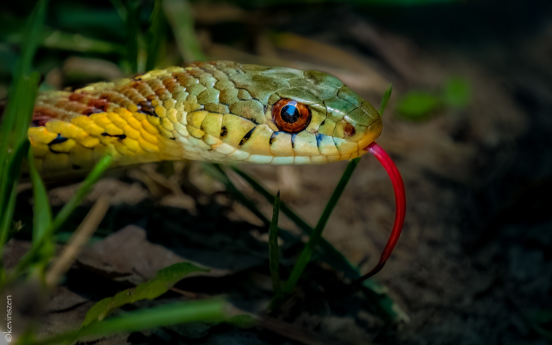 Garter Snake