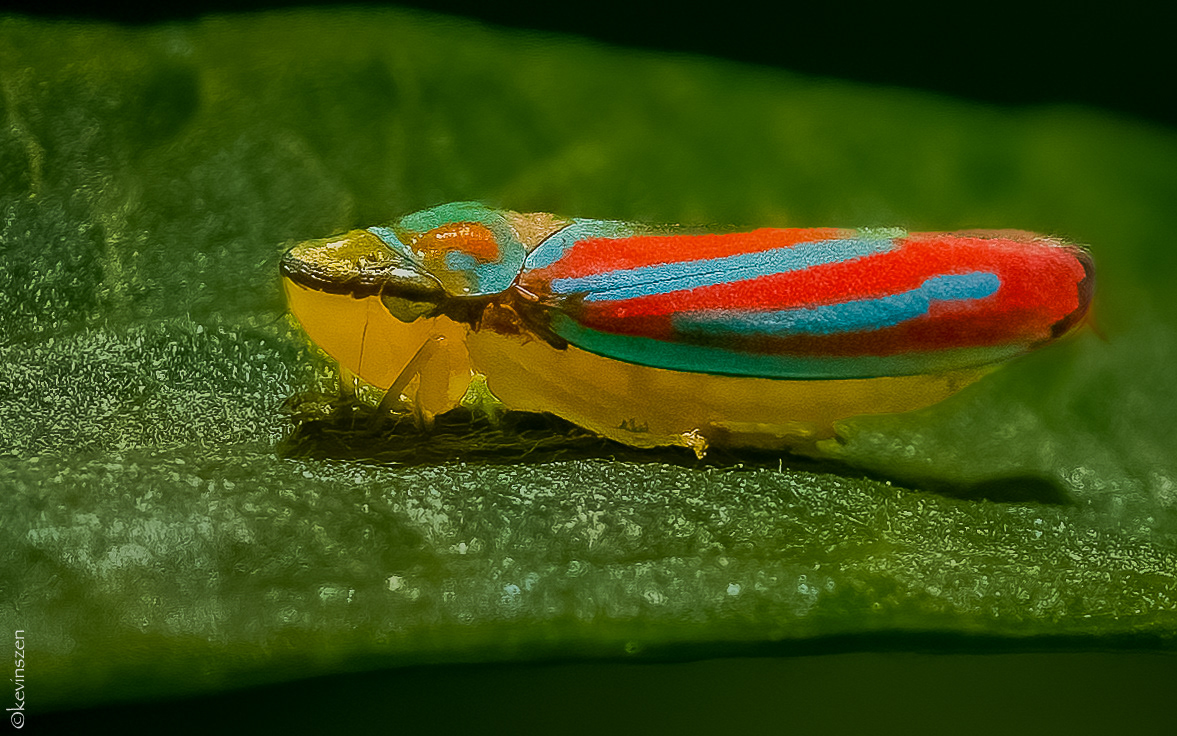 Candy-striped Leafhopper