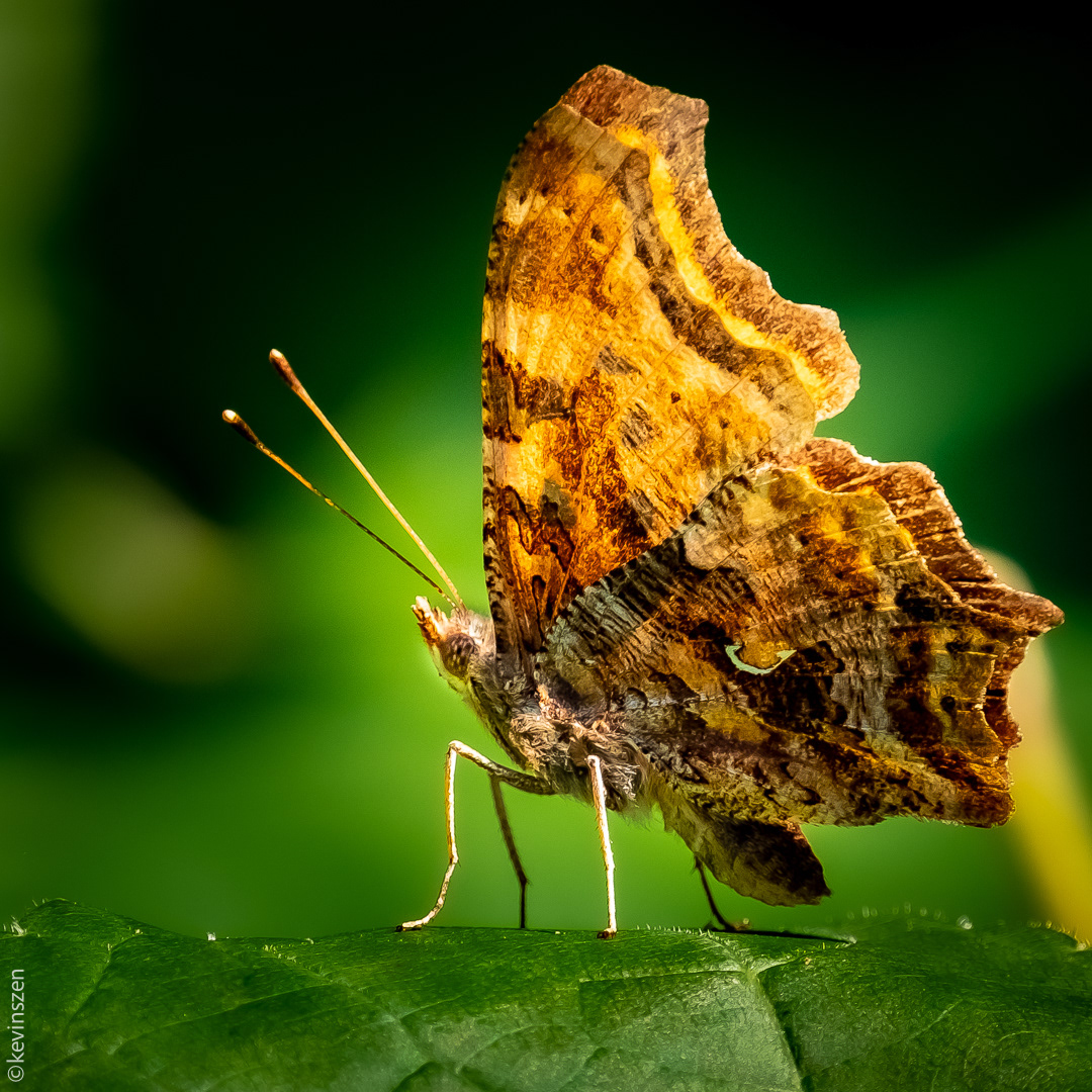 Comma Butterfly