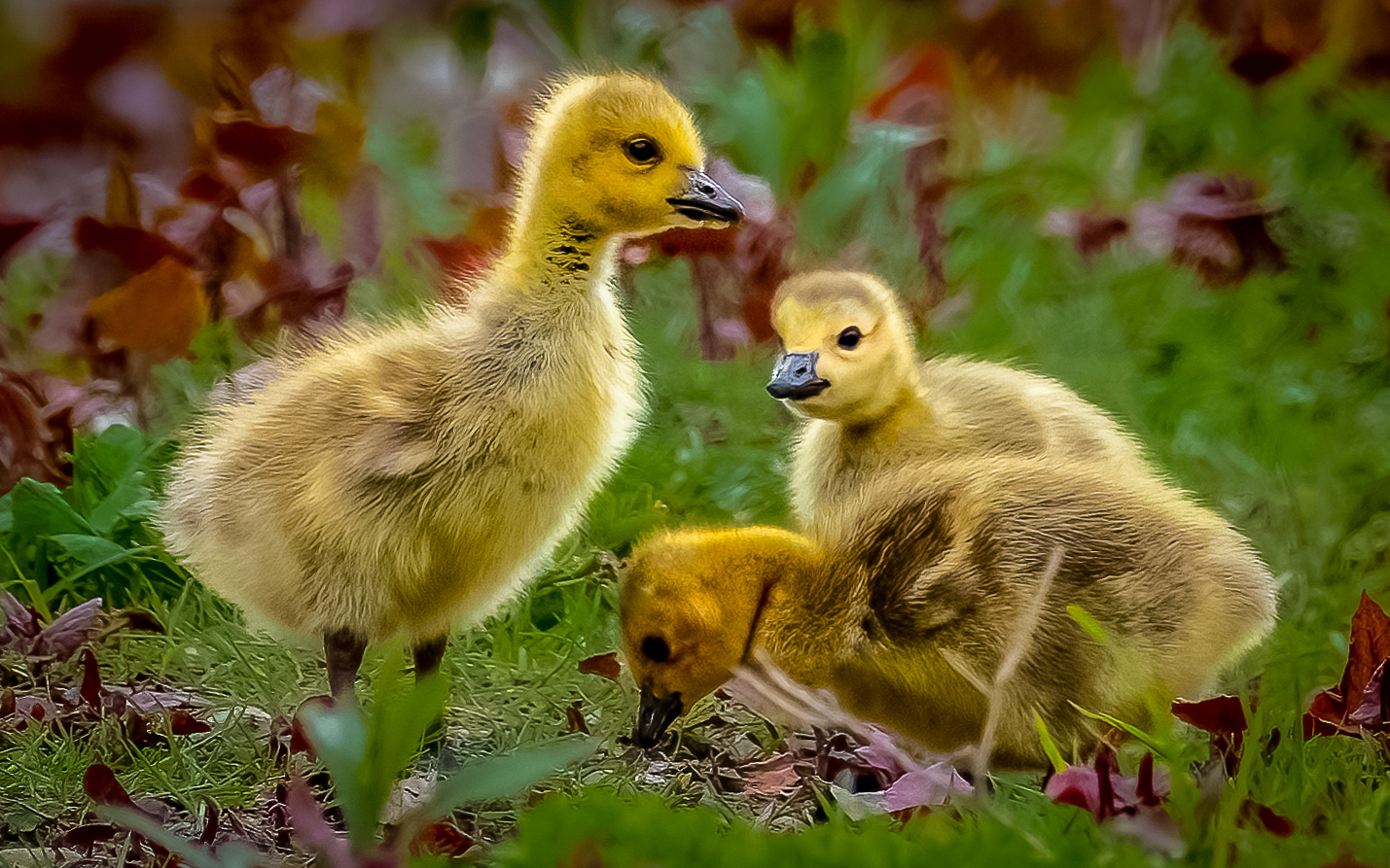 Canada Goose Goslings