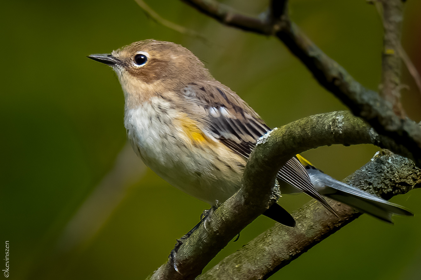 Yellow-rumped Warbler