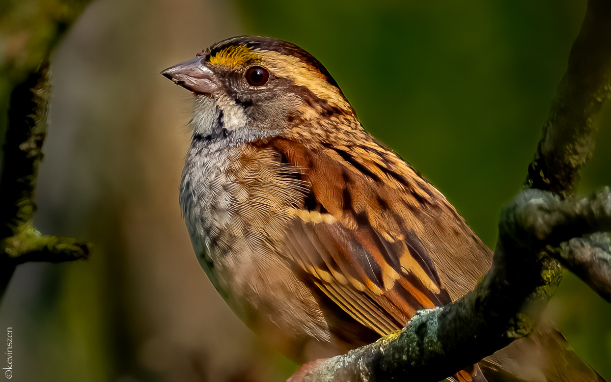 White-throated Sparrow