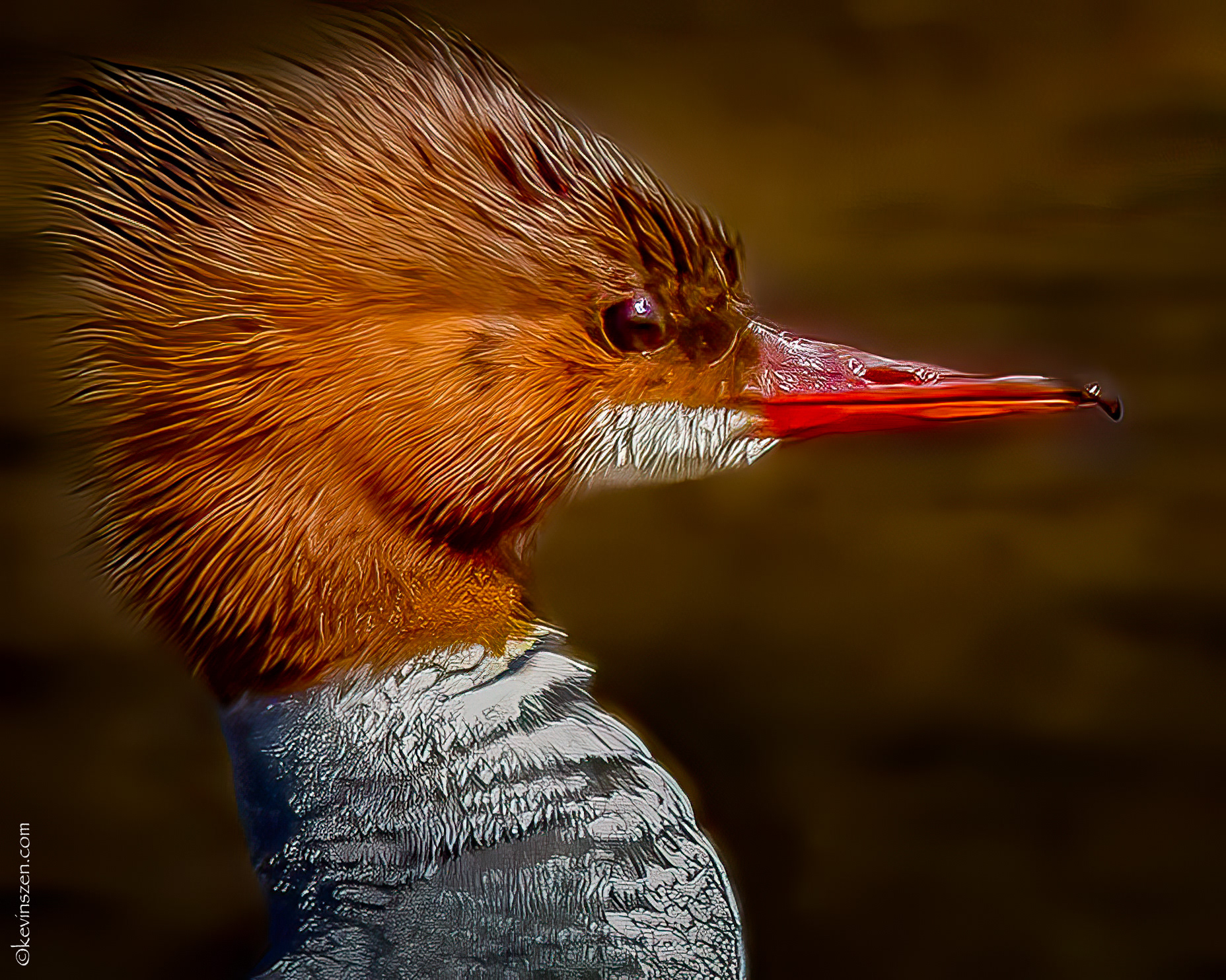 Common Merganser Duck (female)