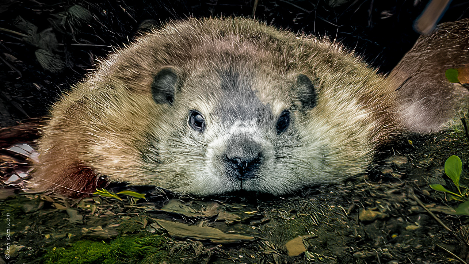 Common Woodchuck