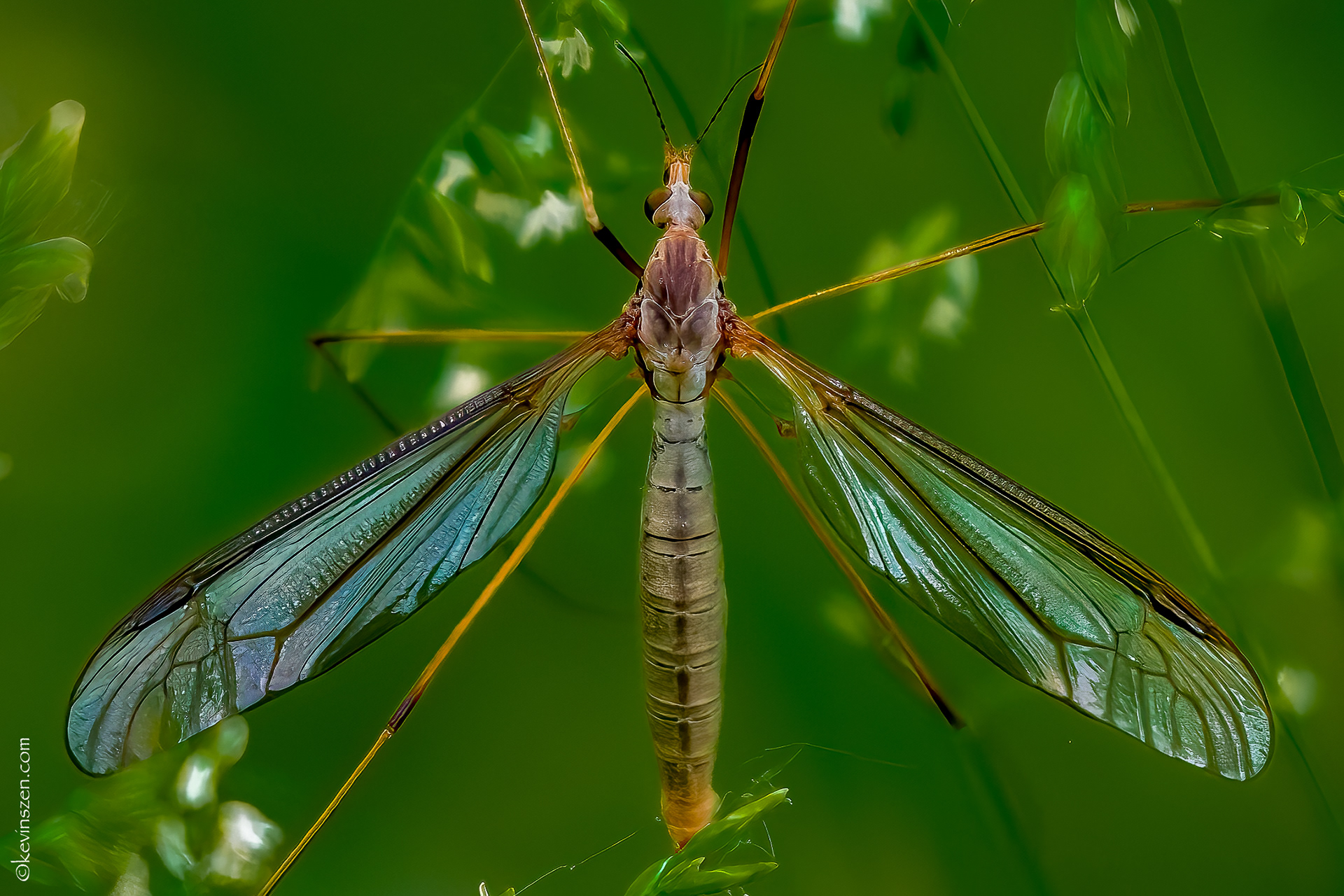 Crane Fly