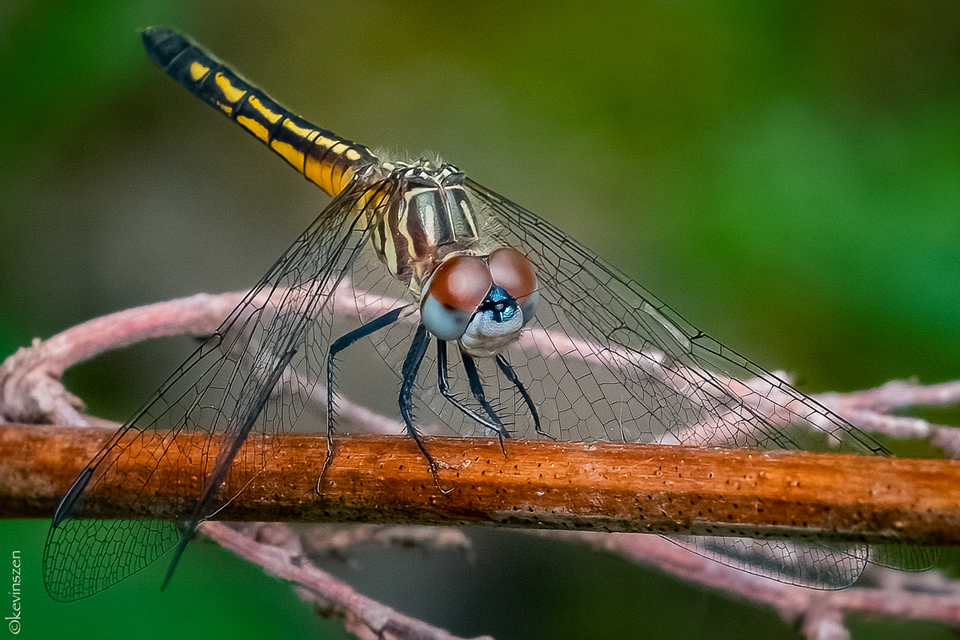 Blue Dasher Dragonfly