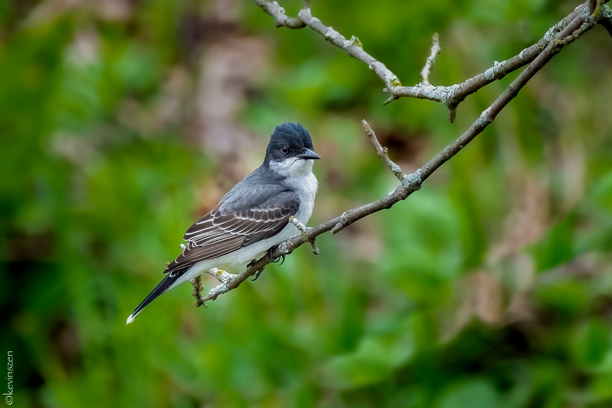 Kingbird