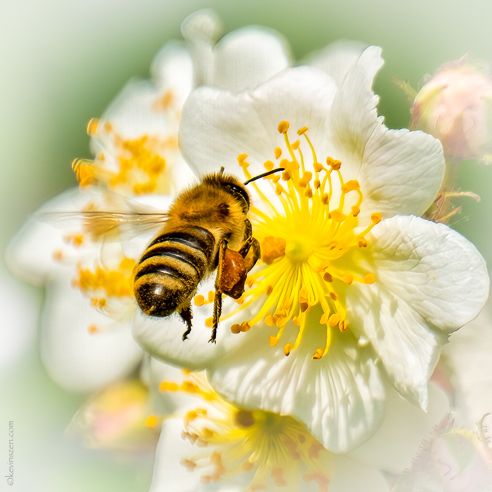 Honey Bee