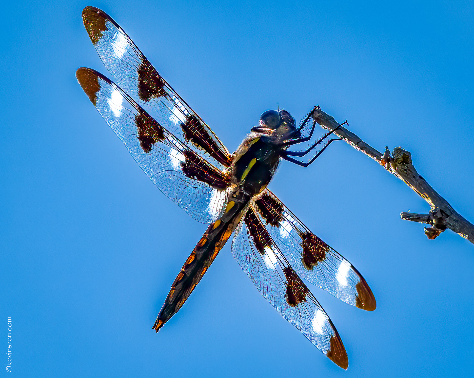 12 Spot Skimmer Dragonfly