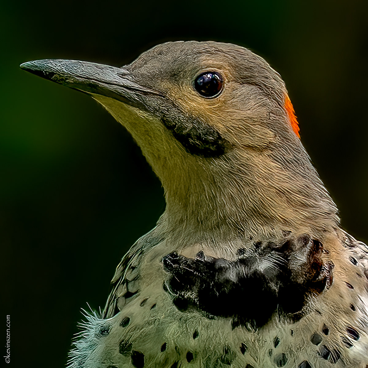 Northern Flicker Woodpecker