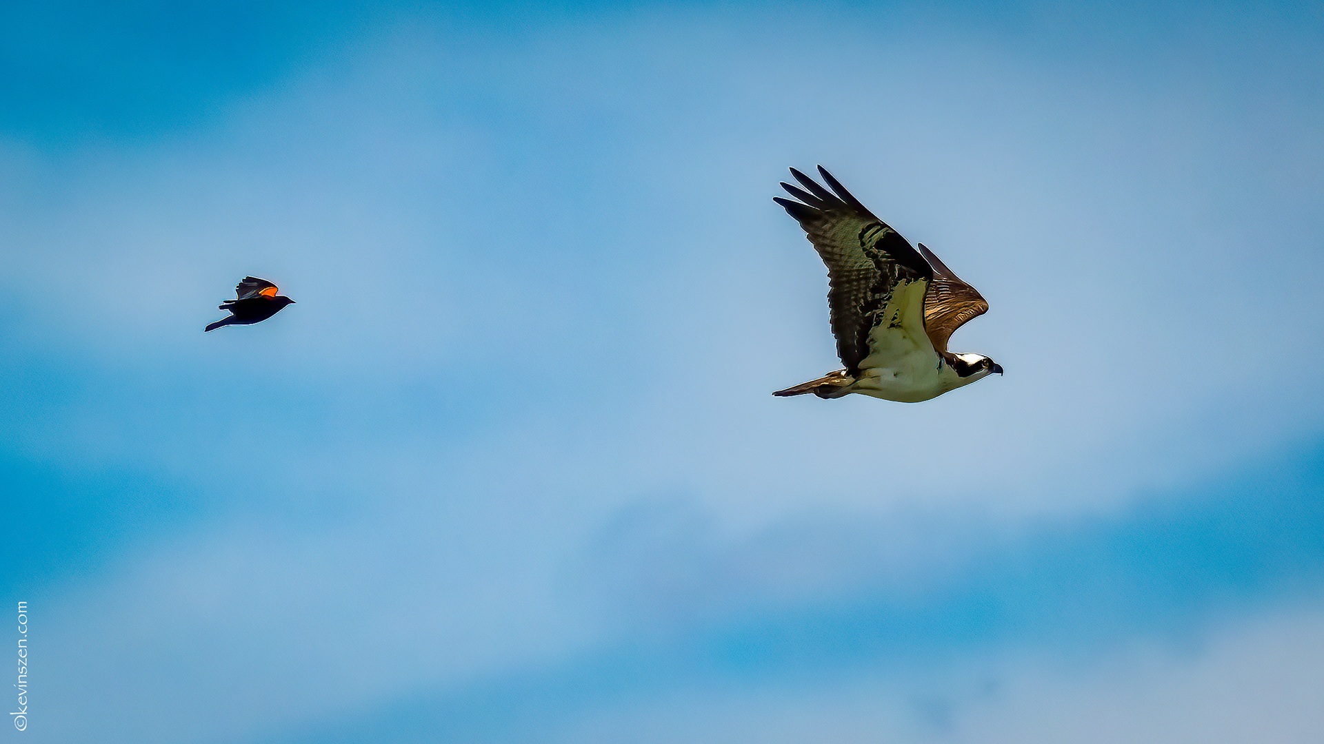 An unlikely pursuit - Red-winged Blackbird & Osprey