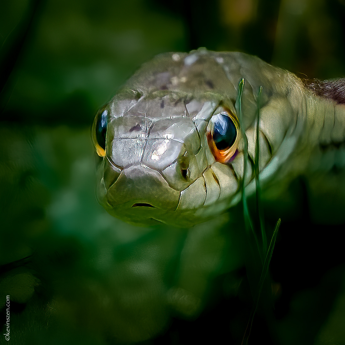 Garter Snake