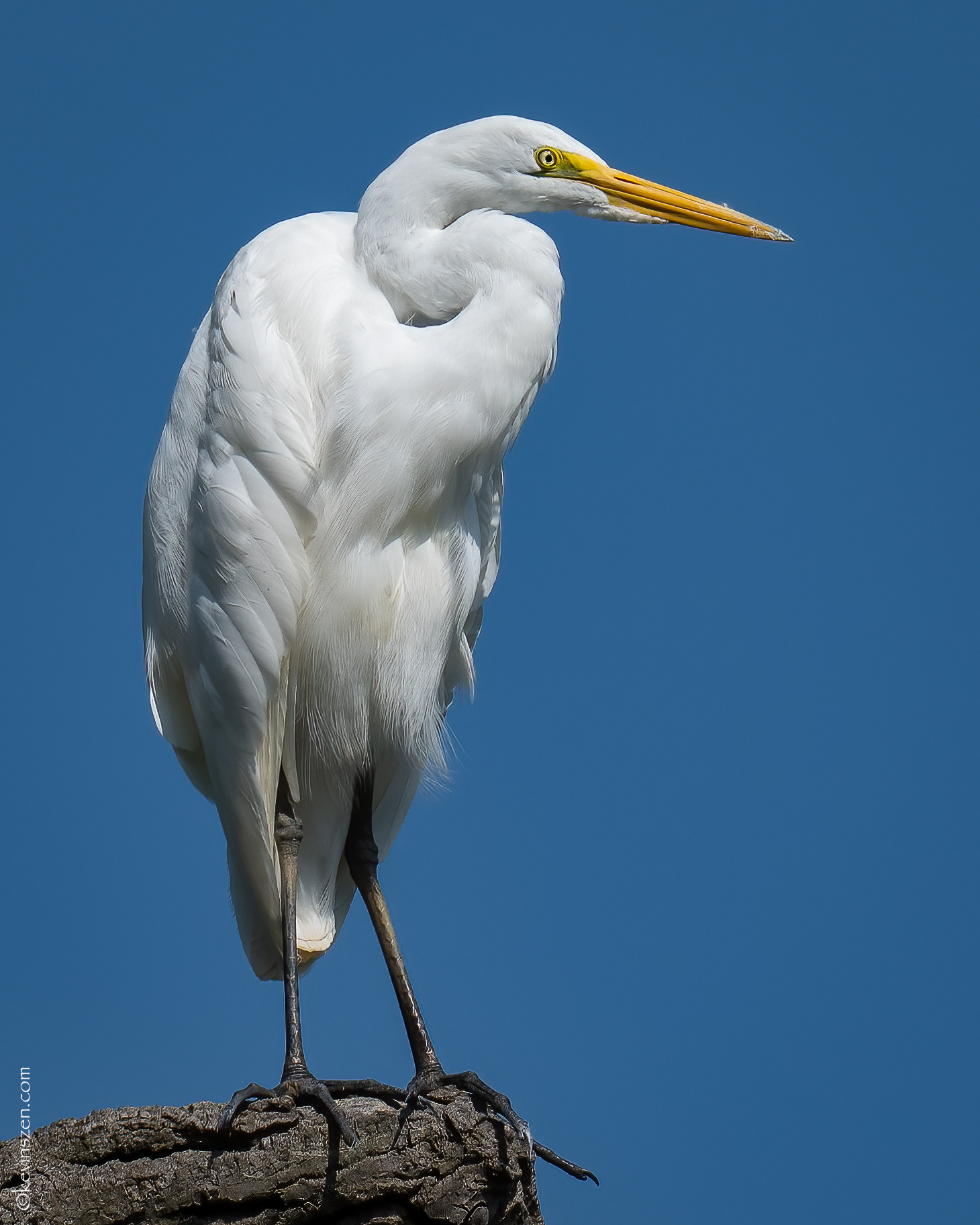 Great Egret