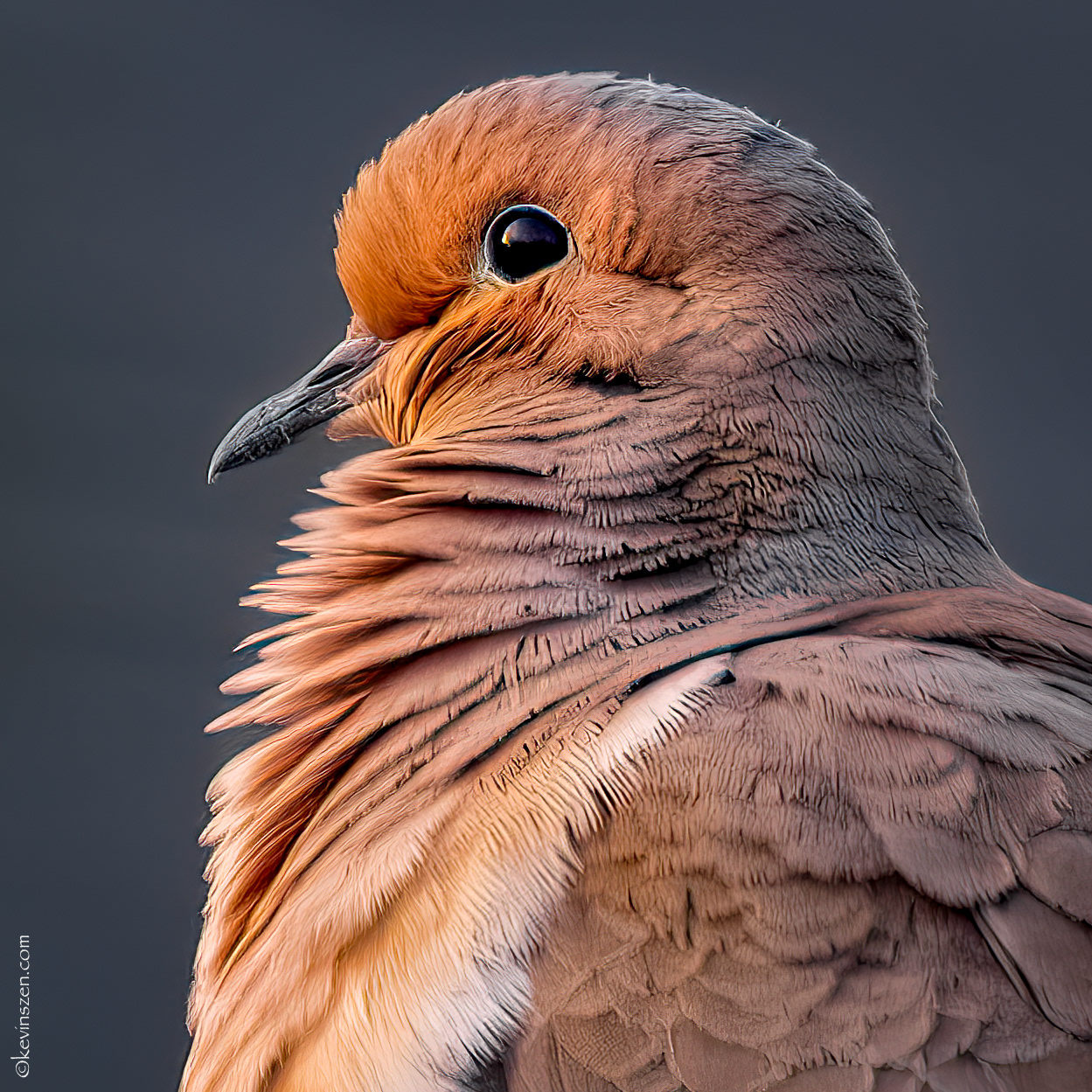Morning light - Mourning Dove