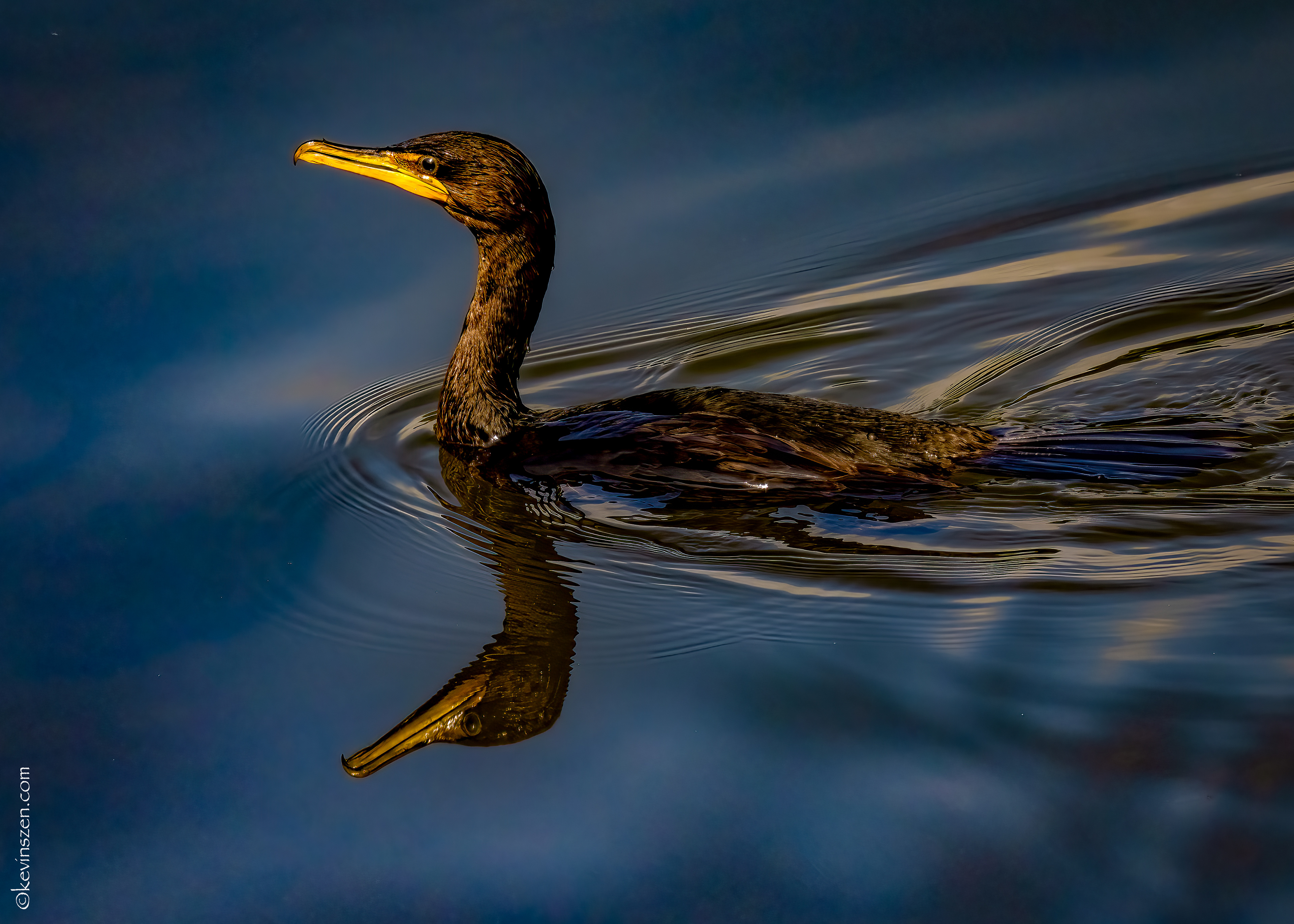 "Morning 'Rant" - Cormorant