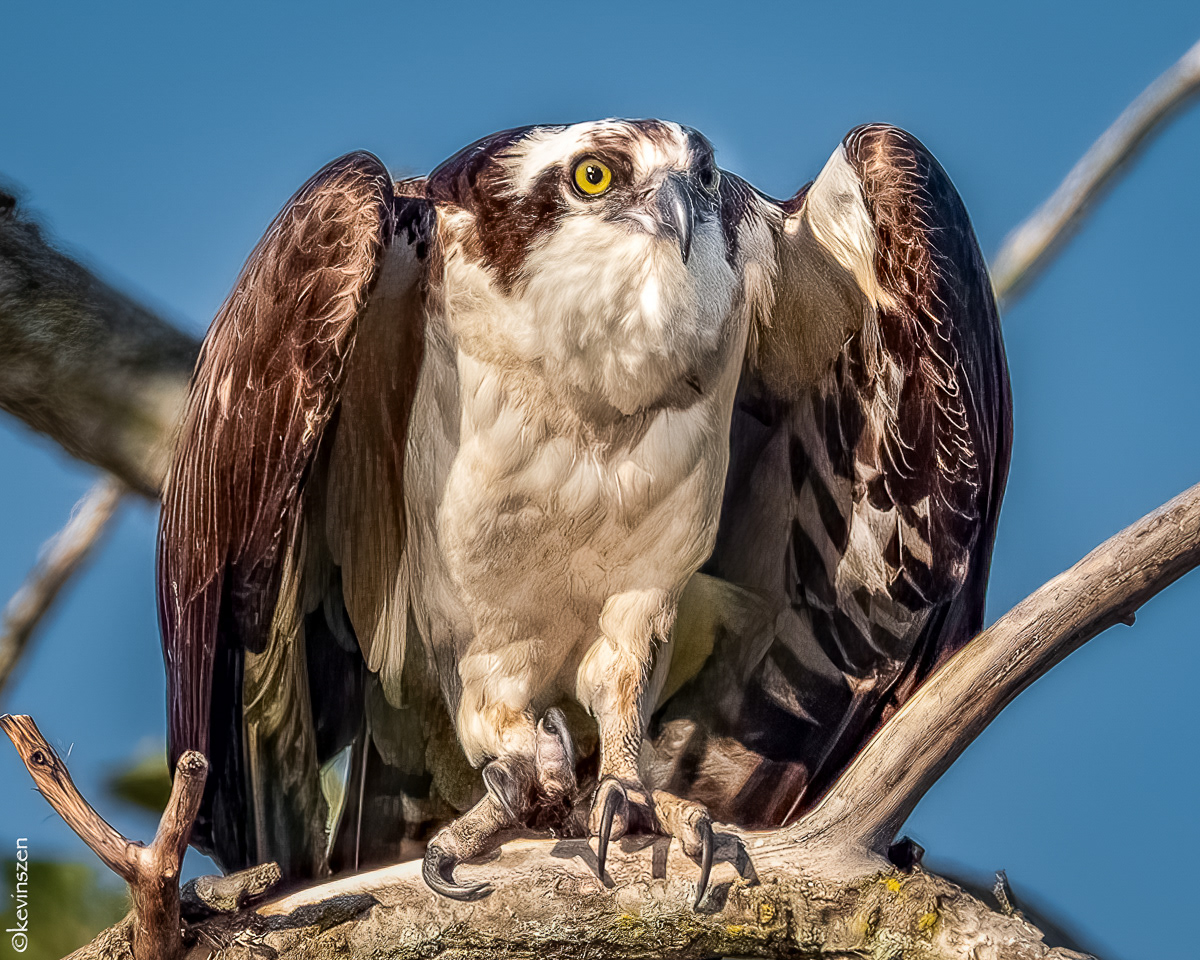 Osprey