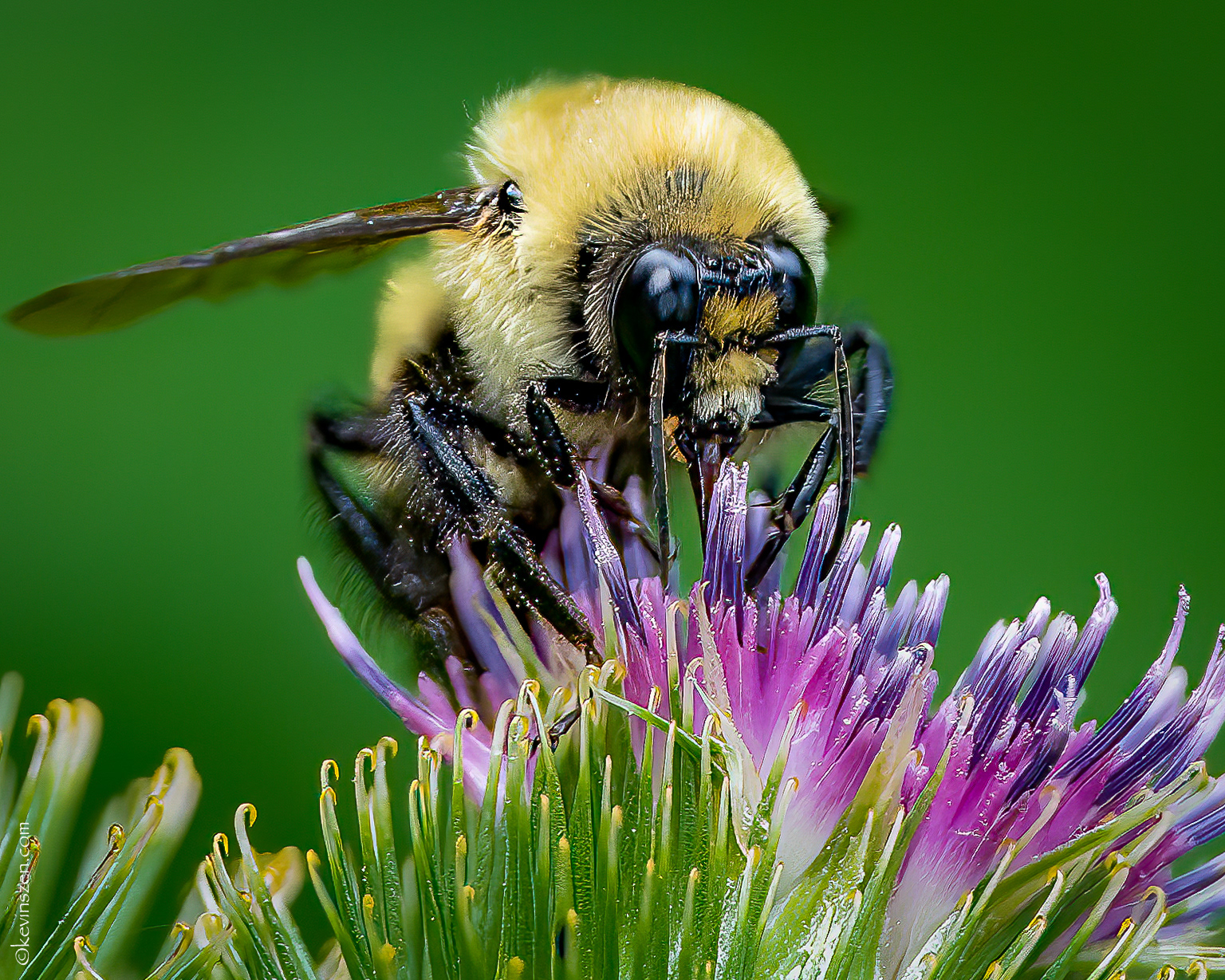 "Bumble & Thistle"