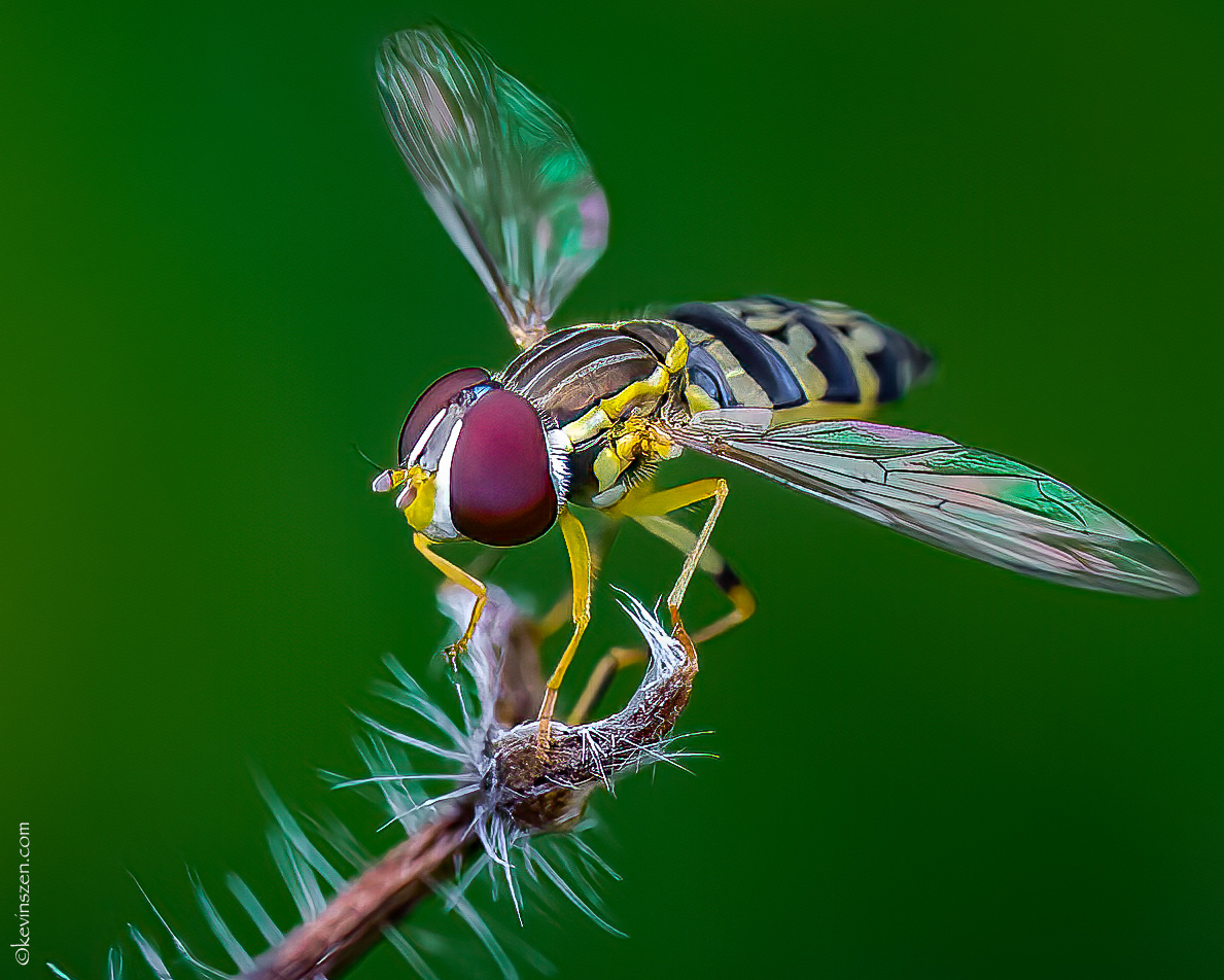 Yellow Jacket Hoverfly