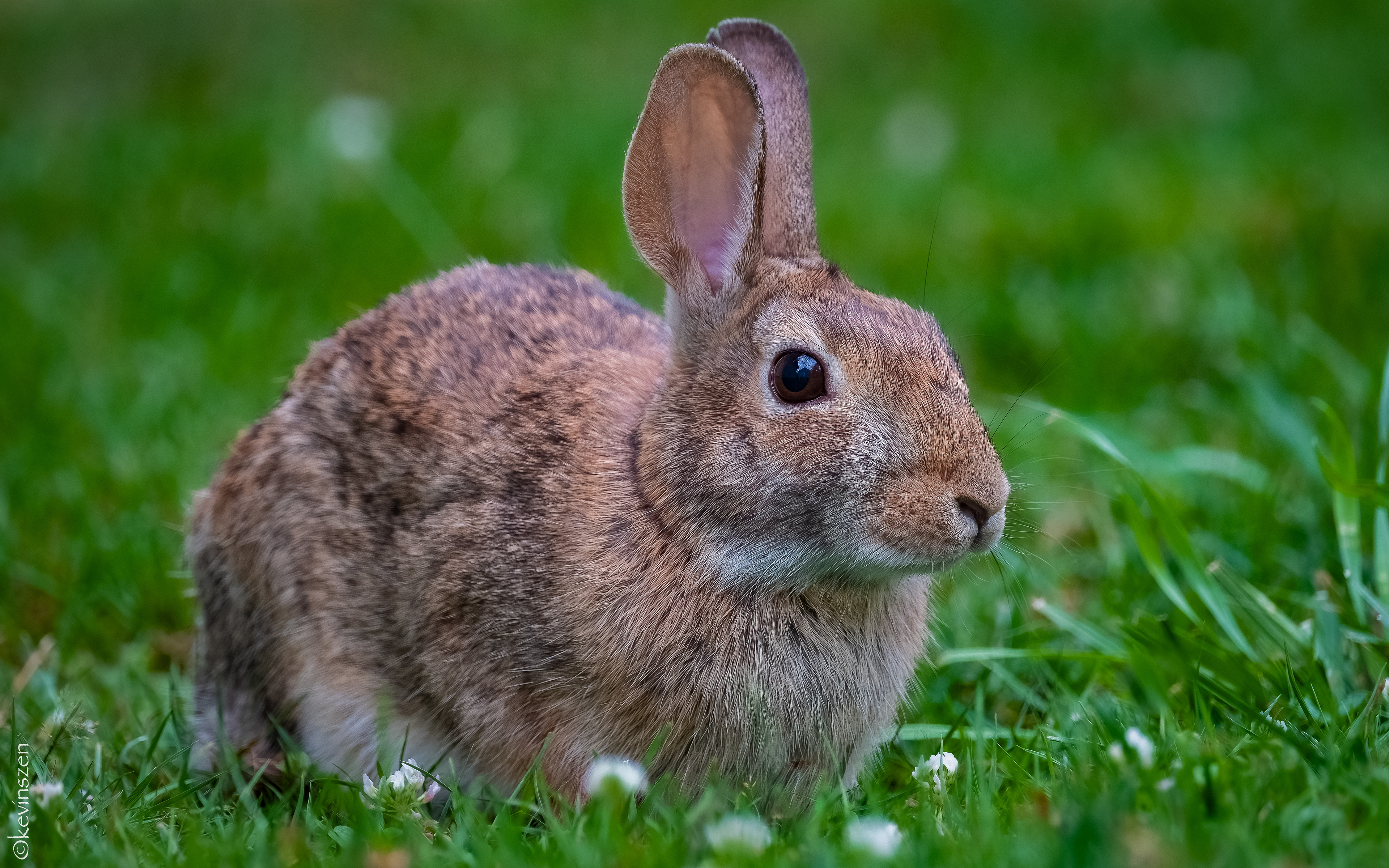 Cottontail Rabbit