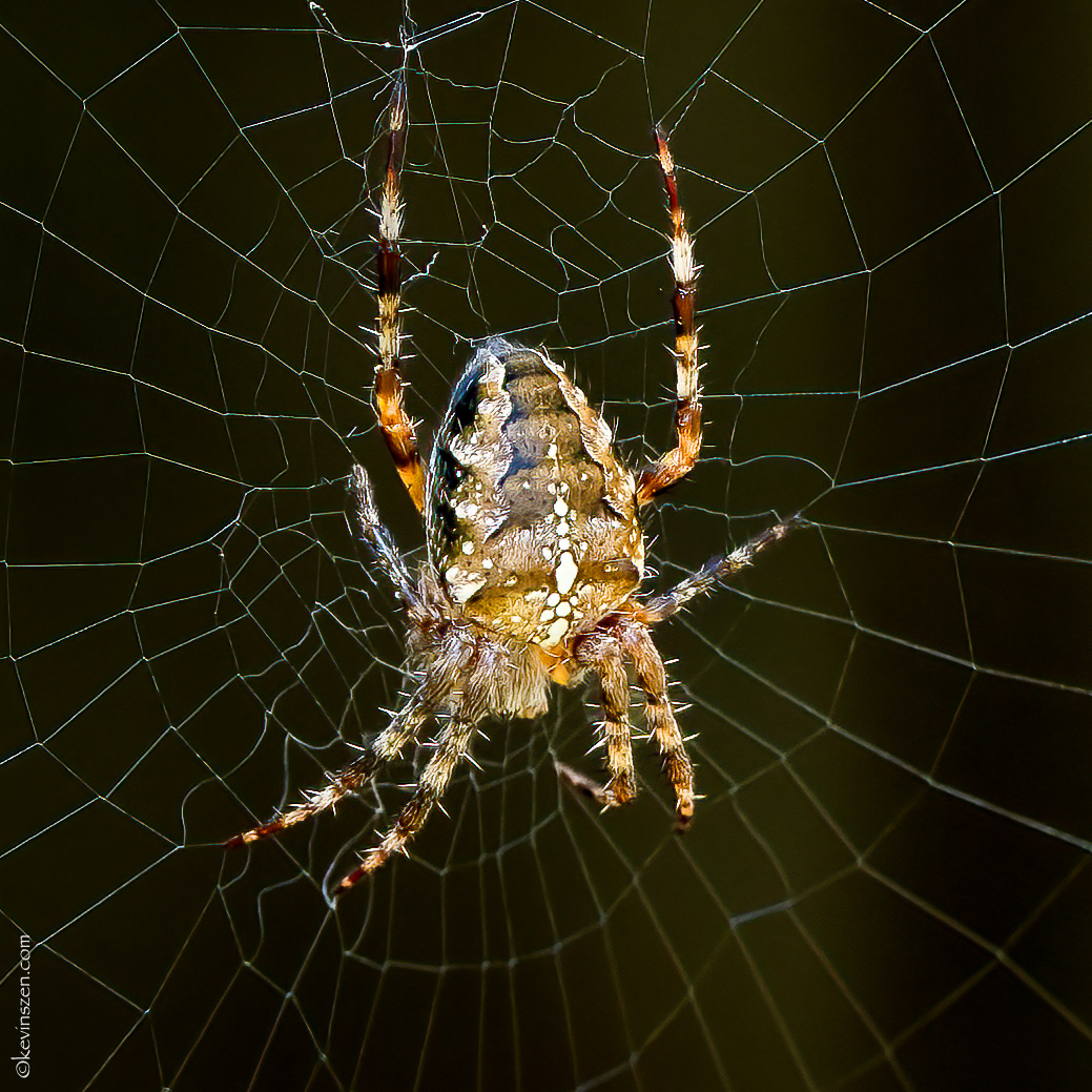 Cross Orbweaver Spider