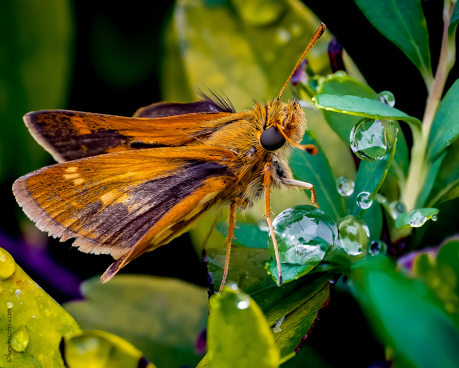 Fiery Skipper Butterfly