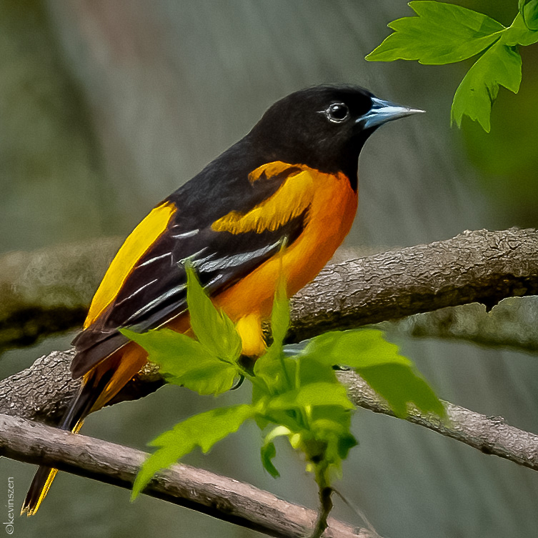 Baltimore Oriole