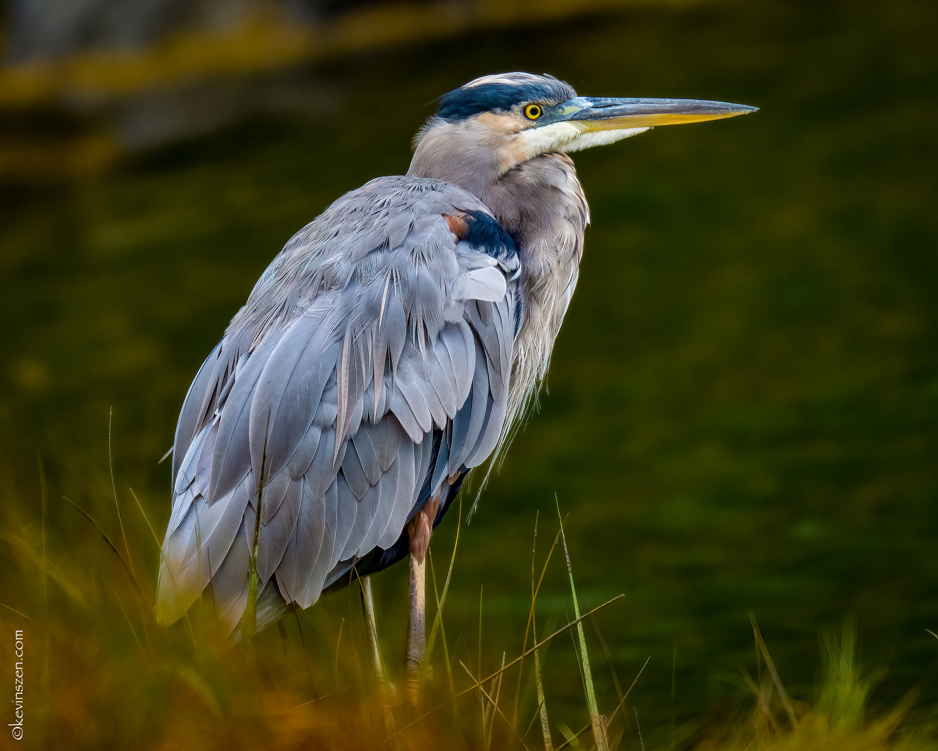 Great Blue Heron