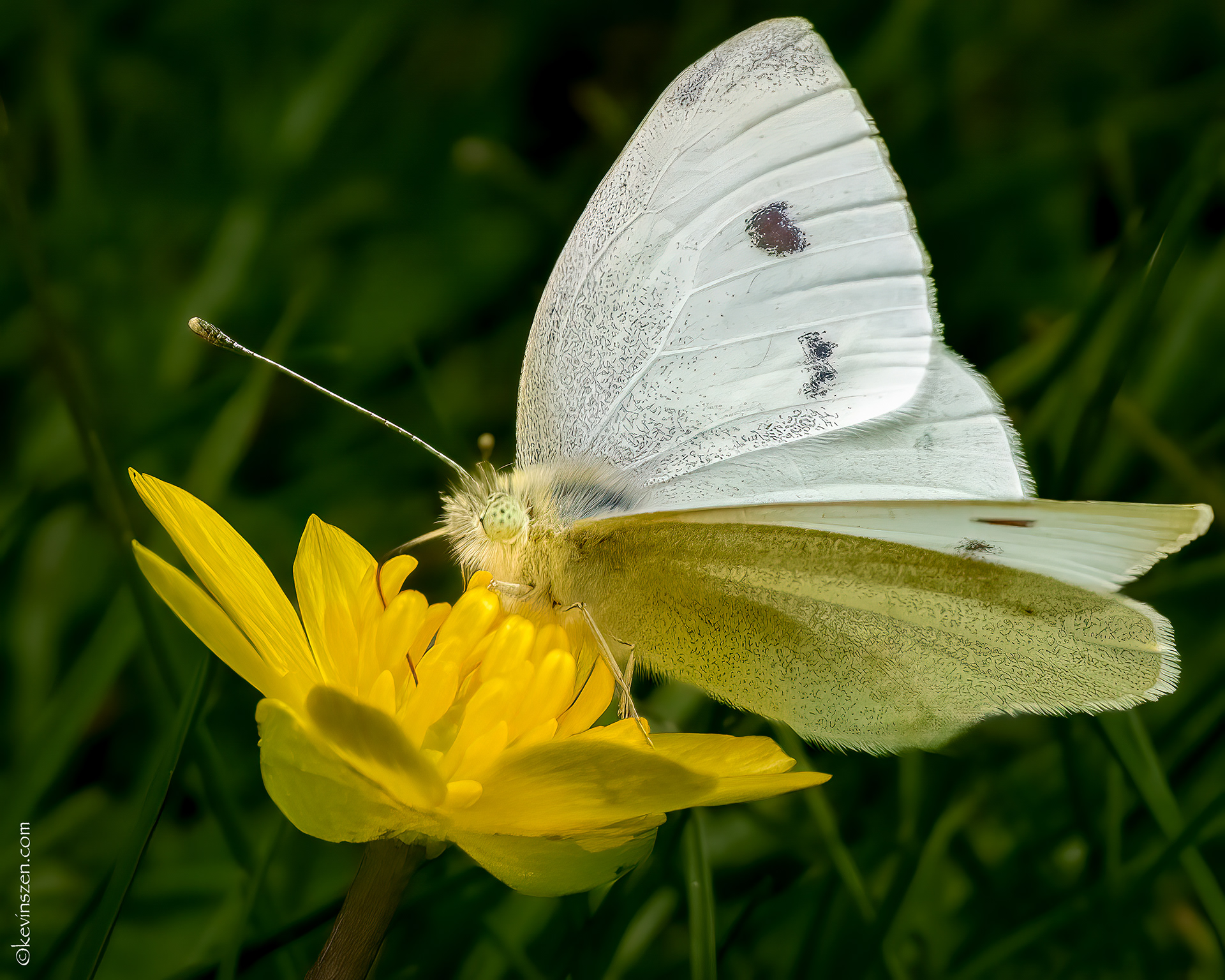 Cabbage White Butterfly