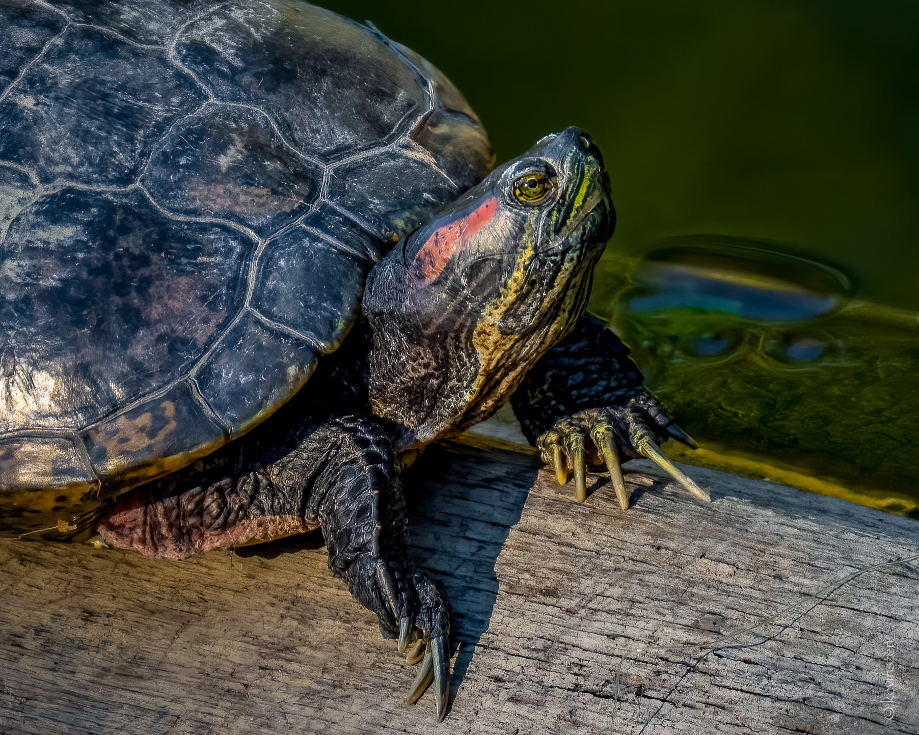 Red-eared Slider Turtle