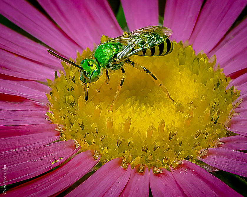 Bicolor Sweat Bee