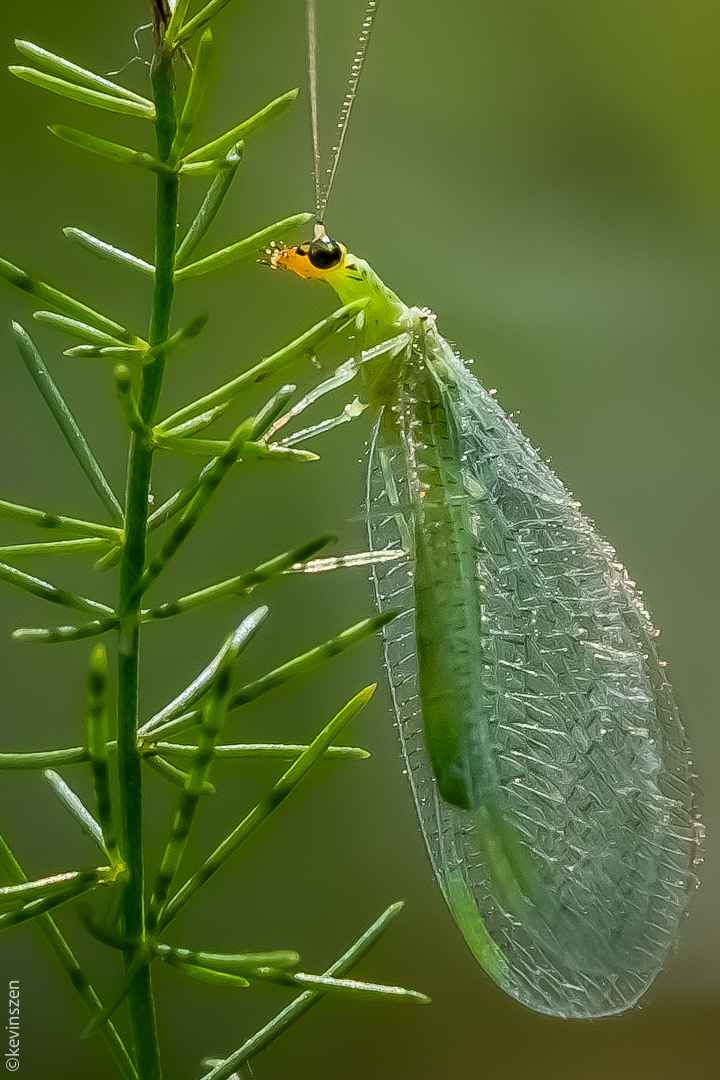 Glasswing