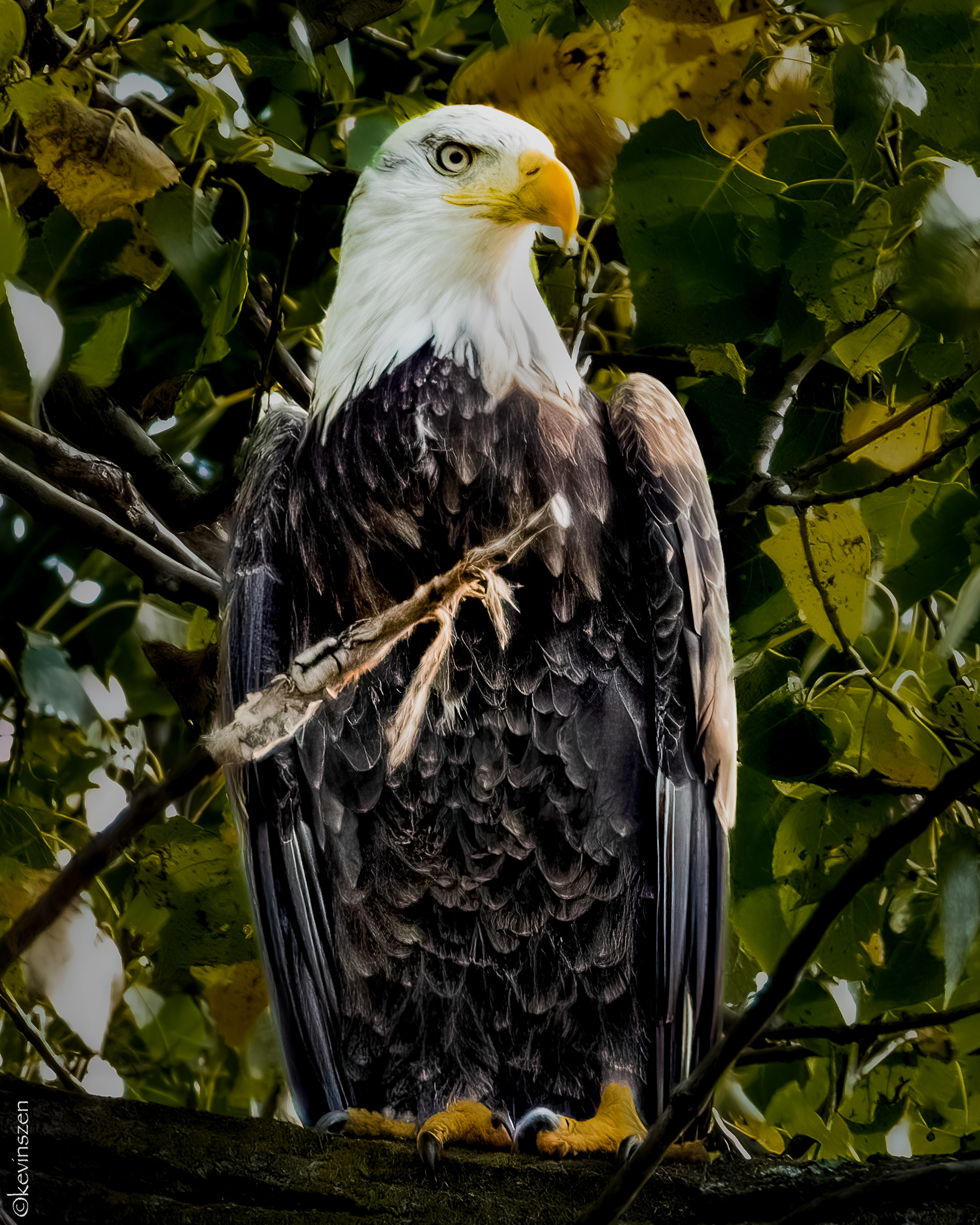 Bald Eagle