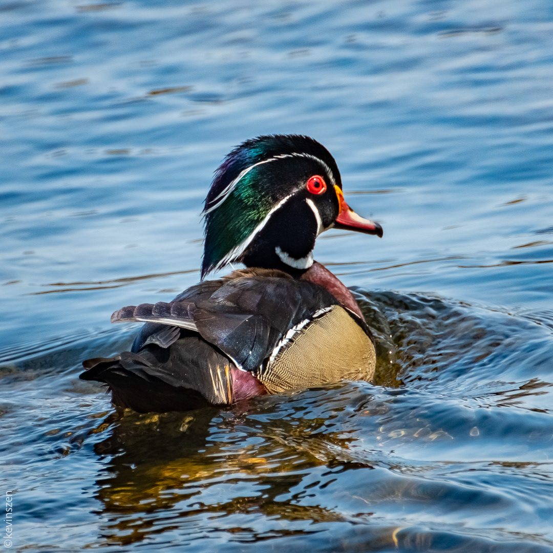 Wood Duck - male