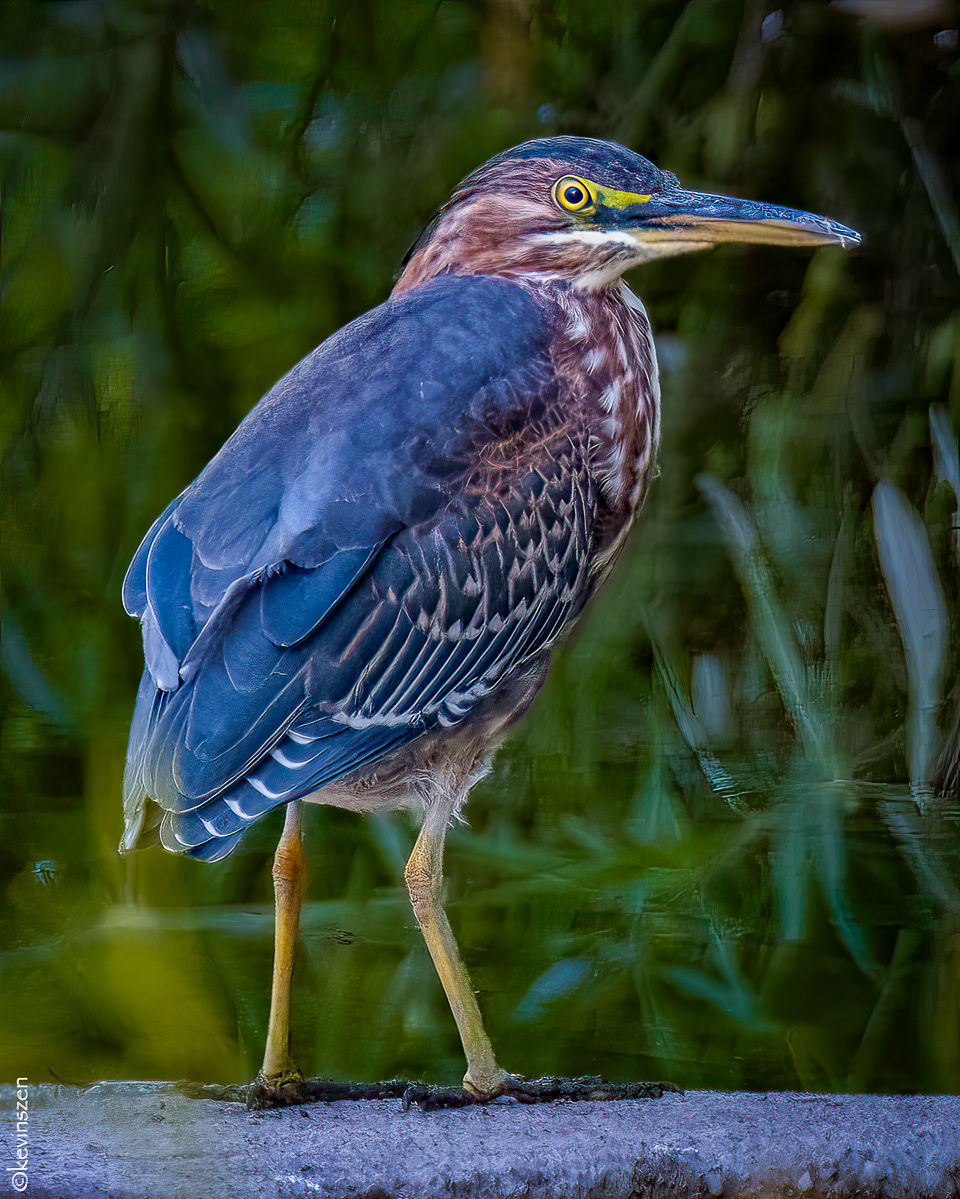 Green Heron