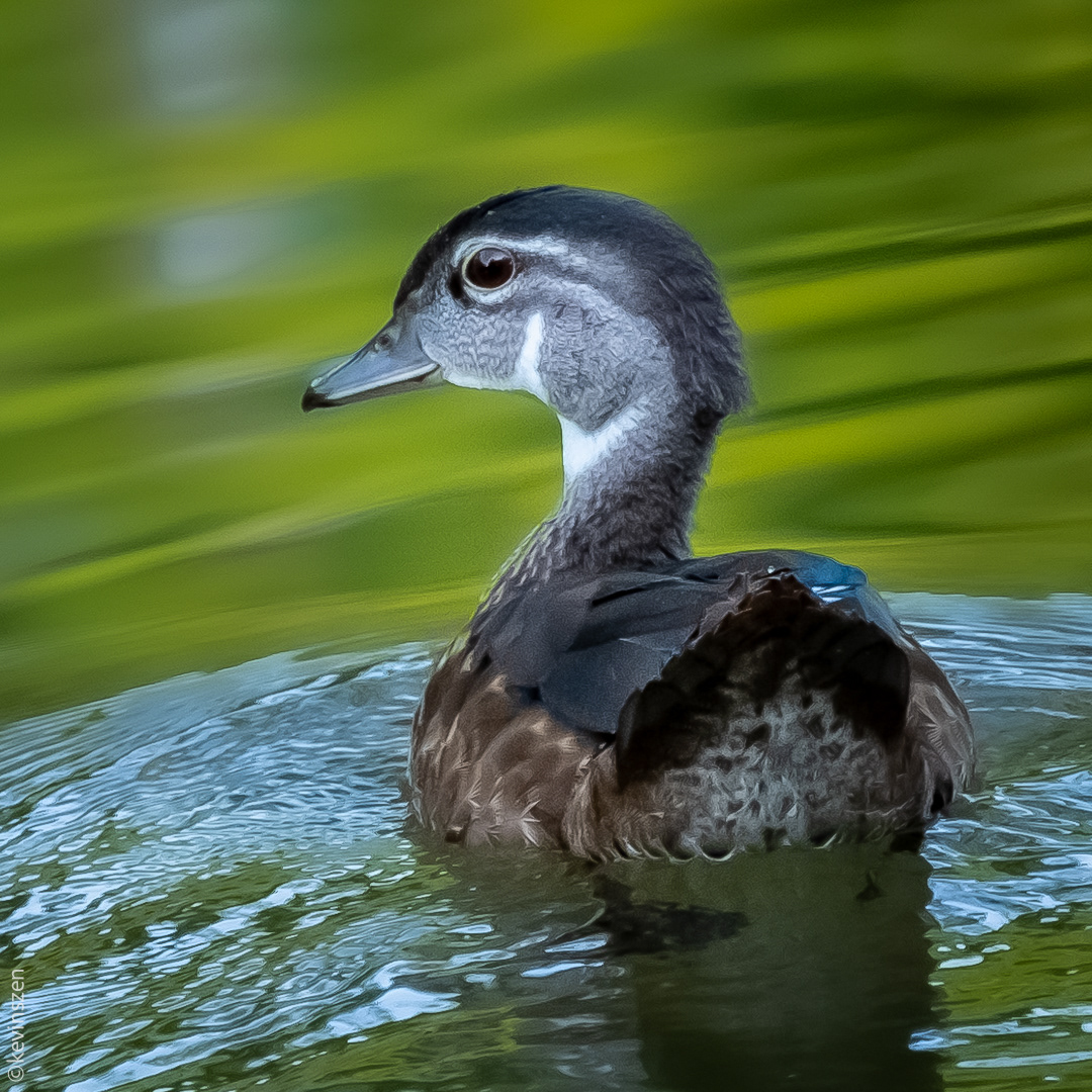 Wood Duck - female
